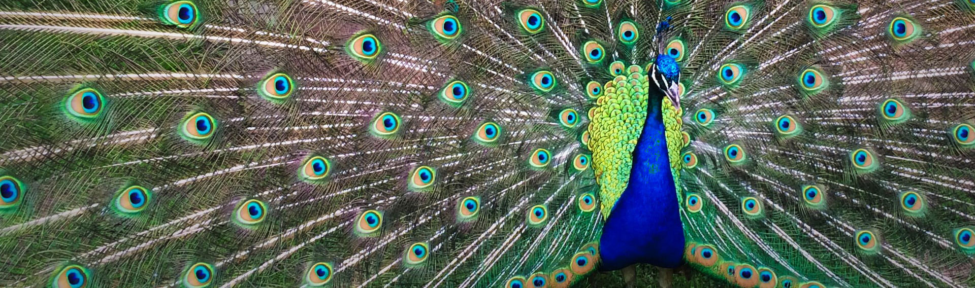 Peacock